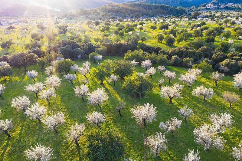 Almond blossom