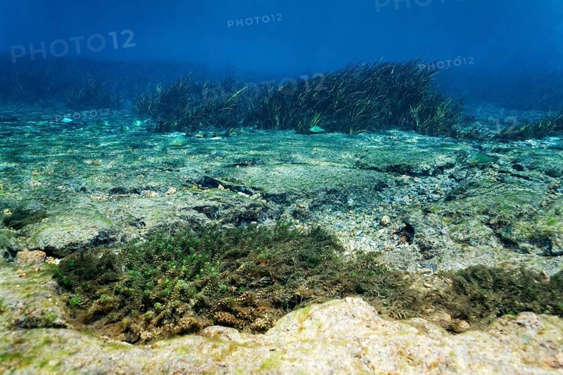 Underwater landscape
