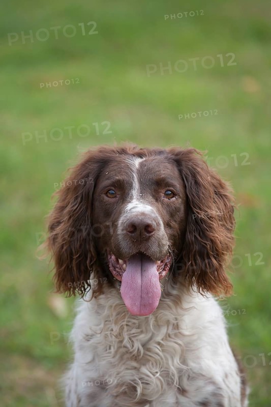 English springer spaniel dog with its tongue out
