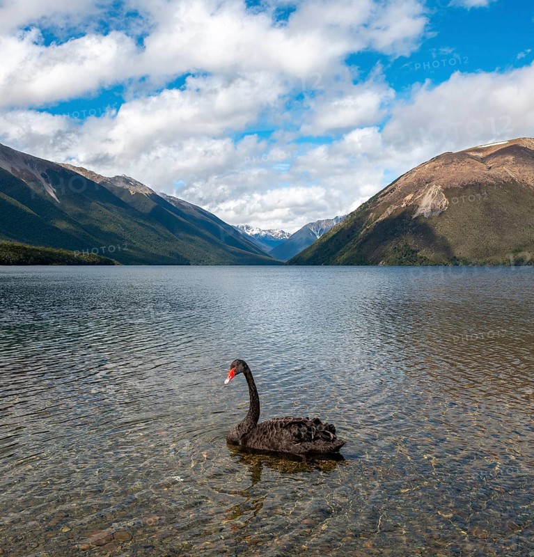 Black swan (Cygnus atratus) at Lake Rotoiti