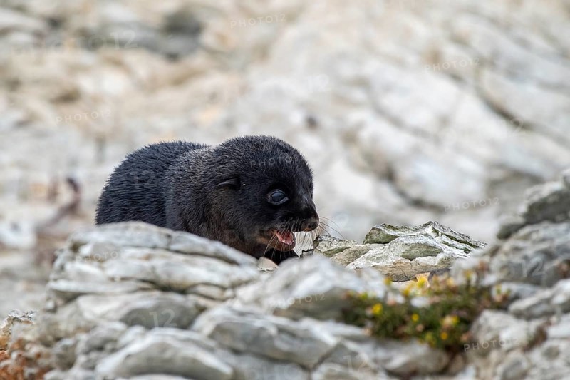 New Zealand fur seal (Arctocephalus forsteri)