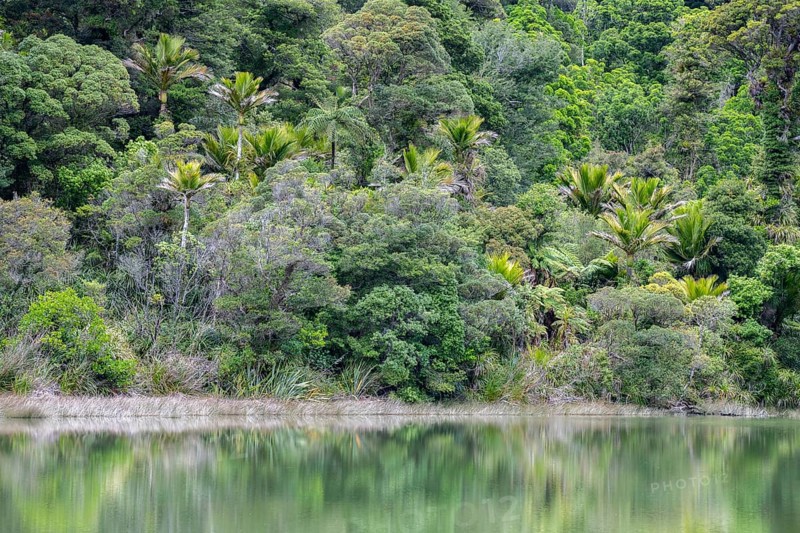 Subtropical rainforest