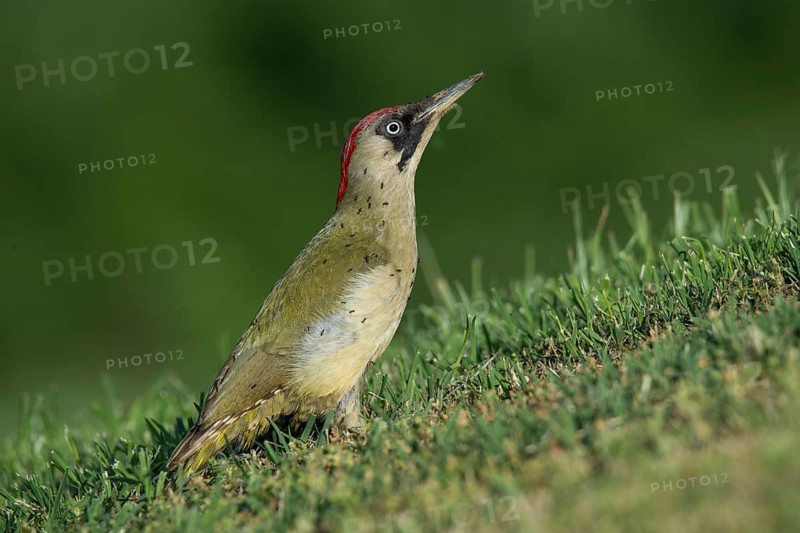European green woodpecker (Picus viridis)
