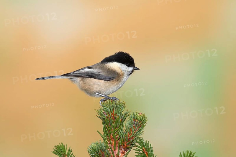 Willow tit (Parus montanus) sits on a spruce tip