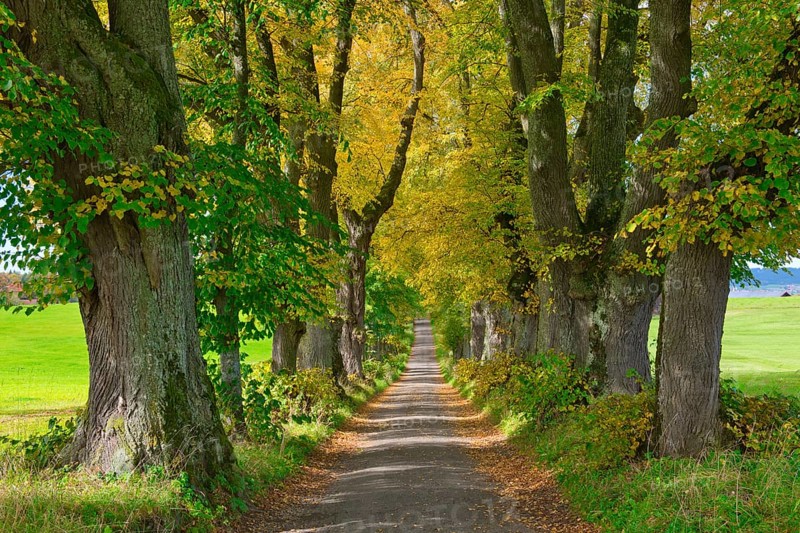 Kurfuerstenallee