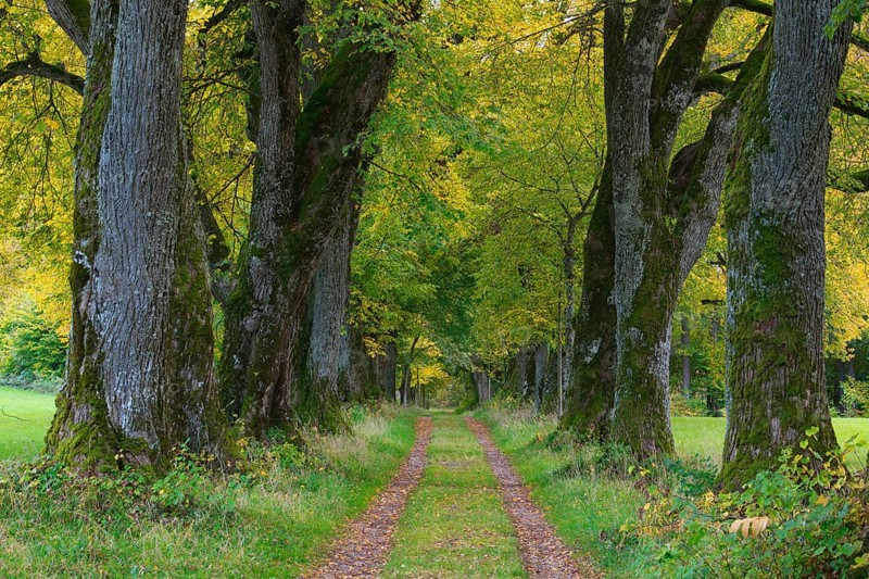 Kurfuerstenallee