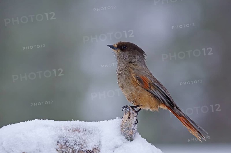 Siberian Jay (Perisoreus infaustus)