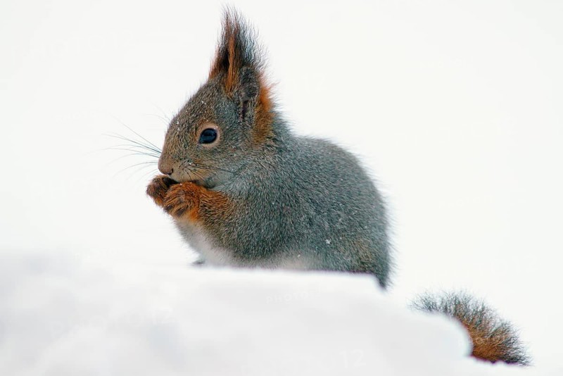 Eurasian red squirrel (Sciurus vulgaris)