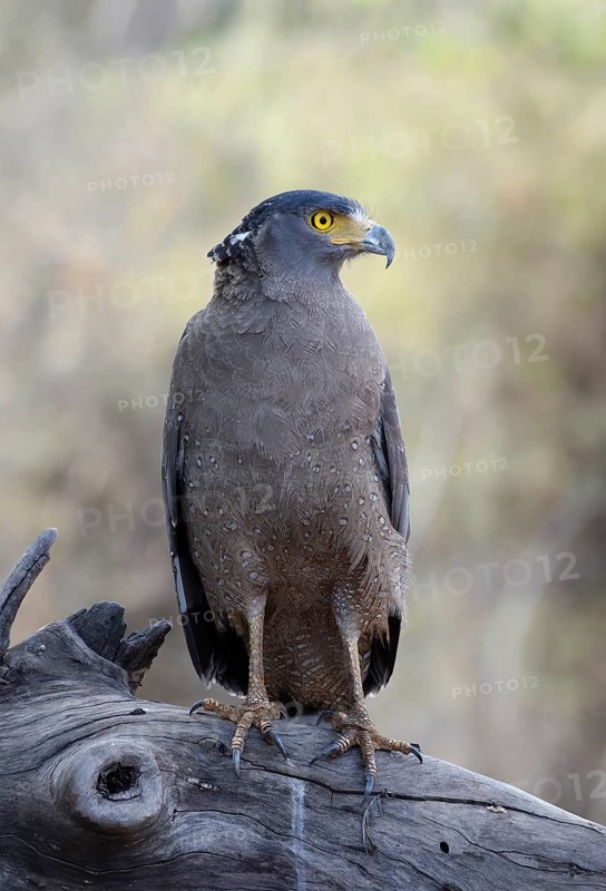 Crested Serpent Eagle (Spilornis cheela)