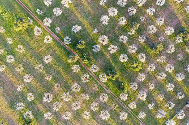 Almond blossom