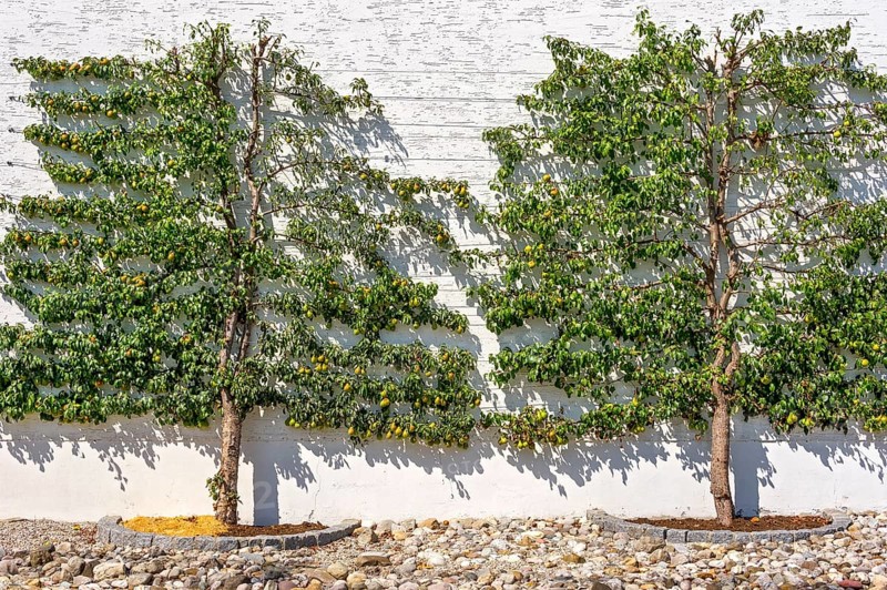 Pear treesan Pear (Pyrus communis)
