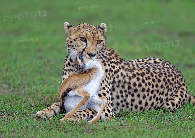 Female cheetah (Acinonyx jubatus) hunts a young Thomson's gazelle