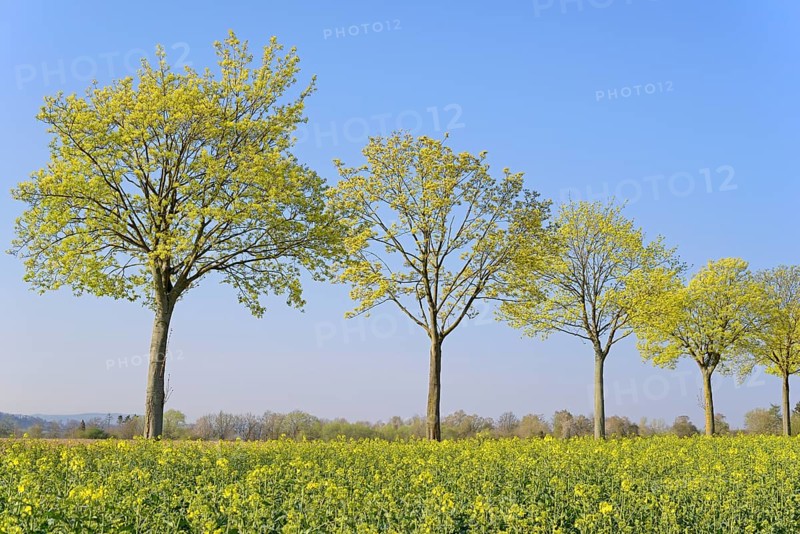 Maple (Acer)