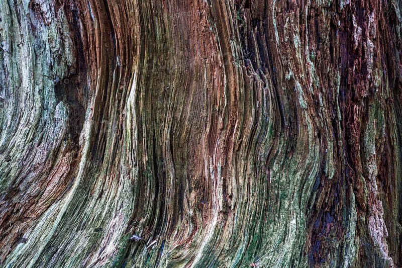 Dead and weathered tree stump