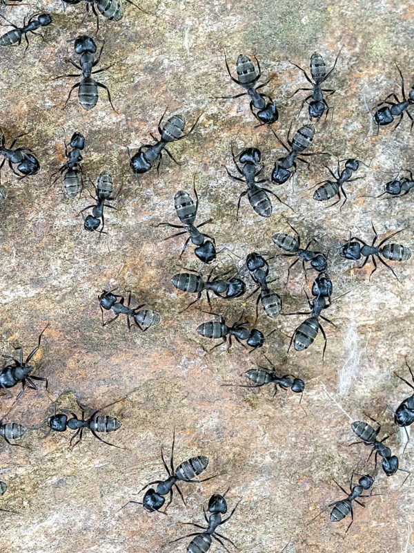 Ants (Formicidae)