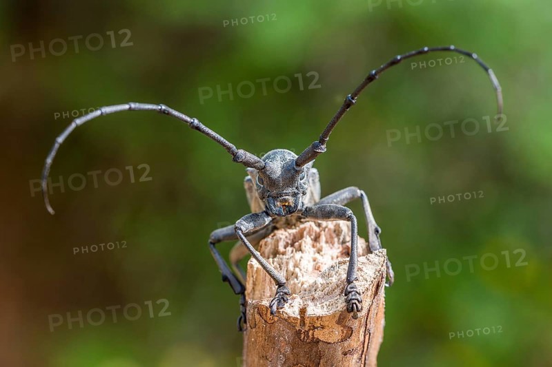 Morimus asper funereus (Morimus asper funereus)
