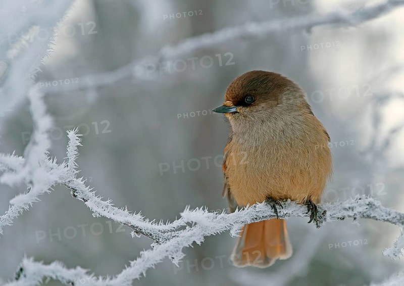 Siberian Jay (Perisoreus infaustus)