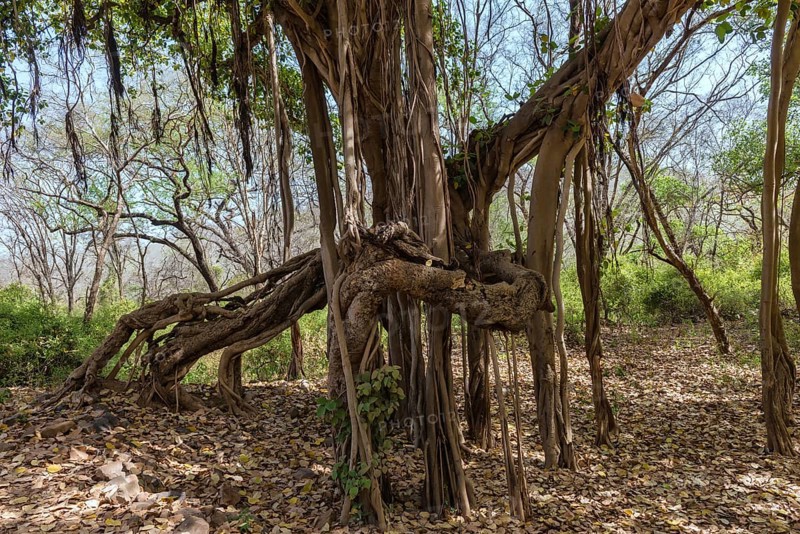 Banyan Tree