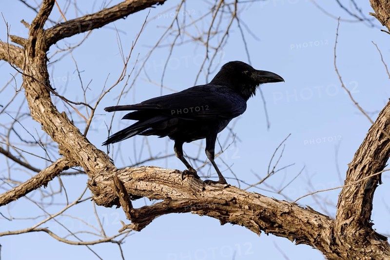 Large-billed Crow (Corvus macrorhynchos)