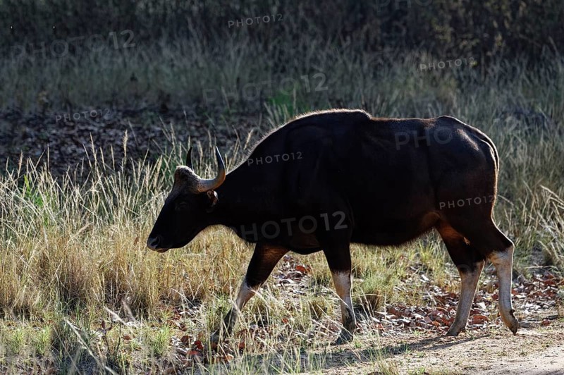 Gaur (Bos gaurus)
