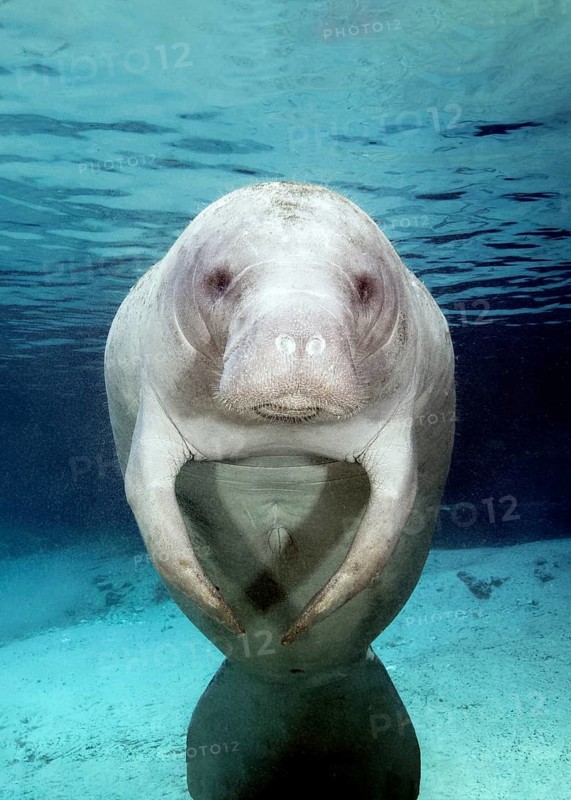 West Indian manatee (Trichechus manatus)
