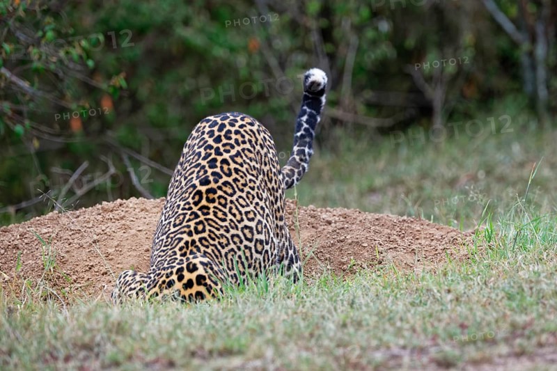 Leopard (Panthera pardus)