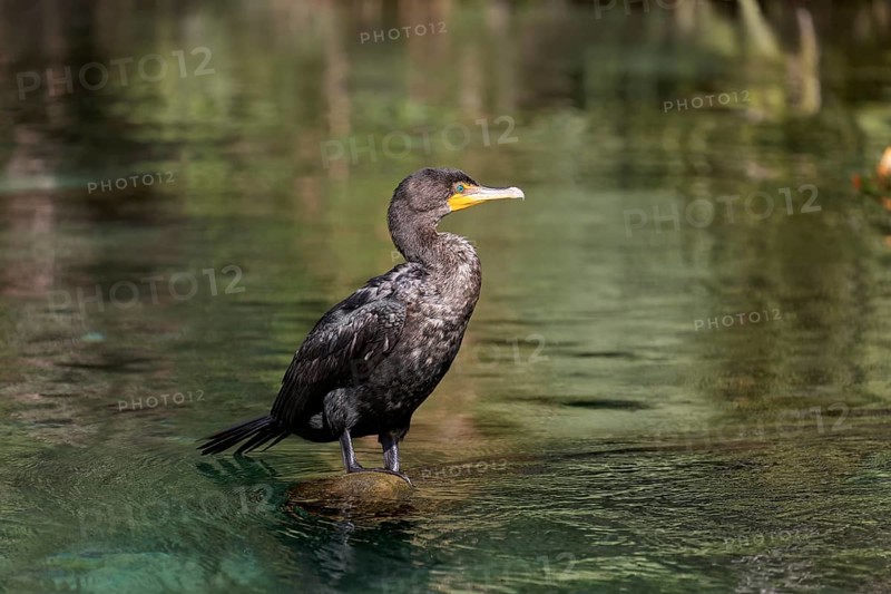 Double-crested cormorant (Phalacrocorax auritus)