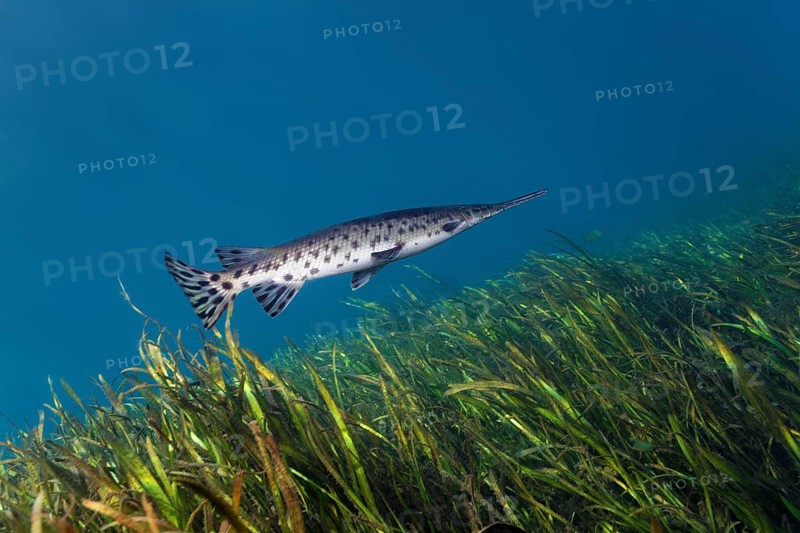 Florida Bone Pike (Lepisosteus platyrhincus)
