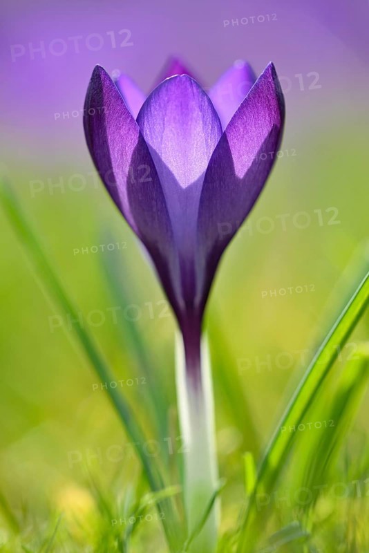 Crocus (Crocus sp.)