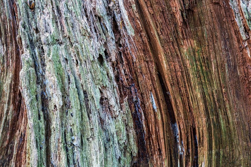 Dead and weathered tree stump