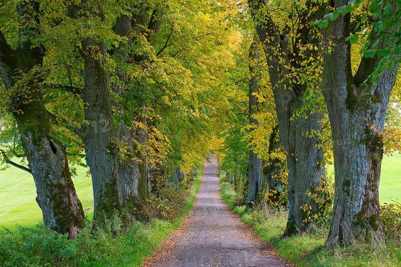 Kurfuerstenallee