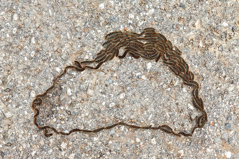 Oak processionary moth (Thaumetopoea processionea)