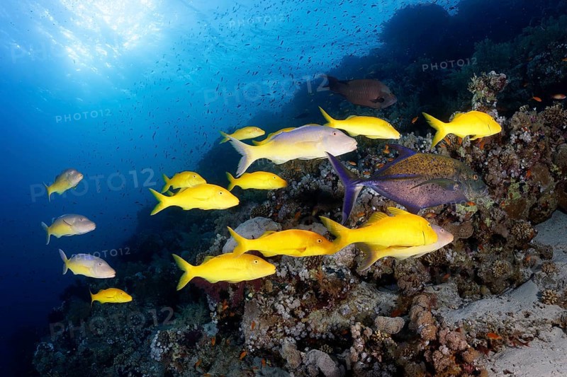 Swarm Golden Goatfish (Parupeneus cyclostomus)