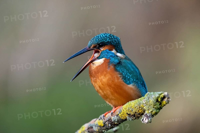 Common kingfisher (Alcedo atthis)