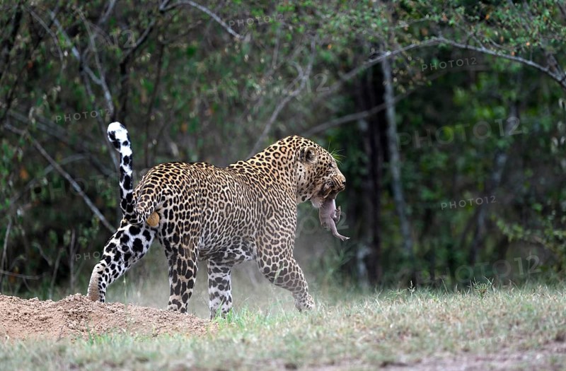 Leopard (Panthera pardus)