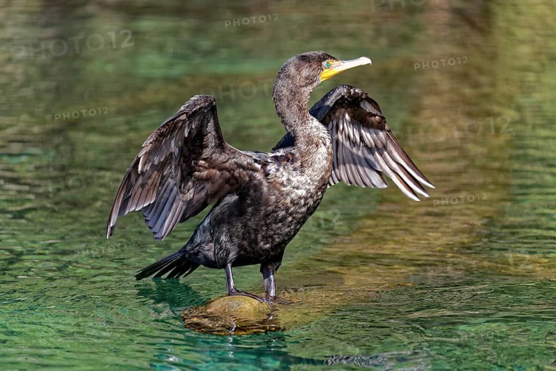 Double-crested cormorant (Phalacrocorax auritus)