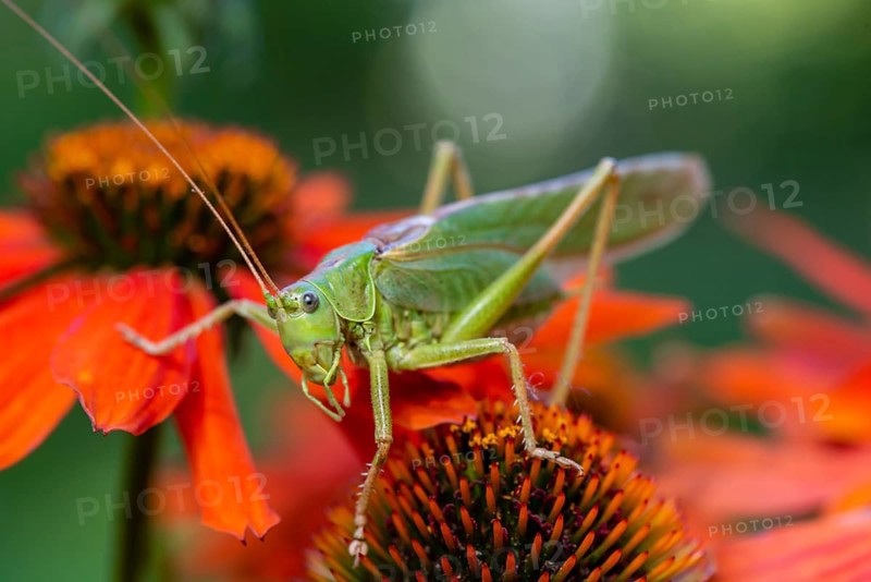Locust