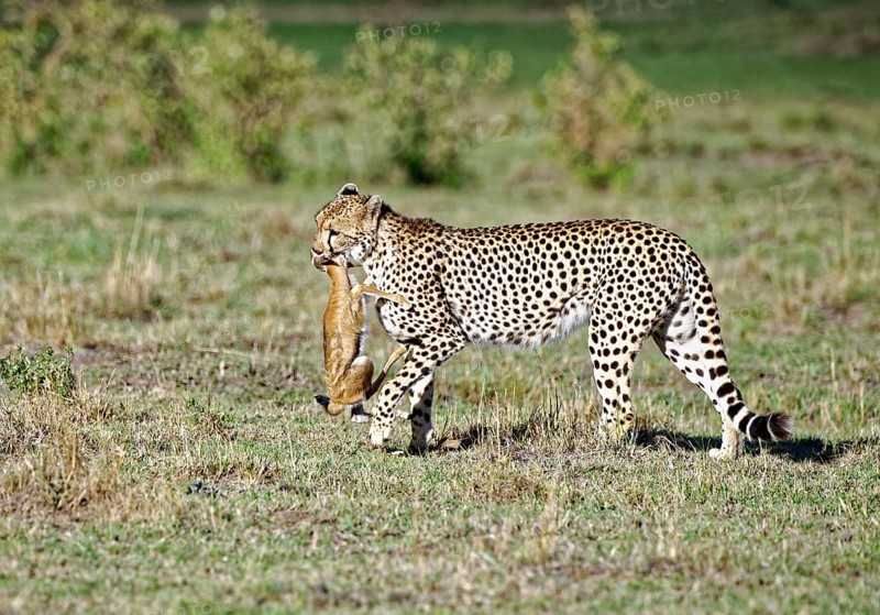 Female cheetah (Acinonyx jubatus) with a captured young Thomson gazelle