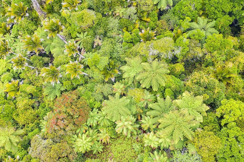 Subtropical rainforest