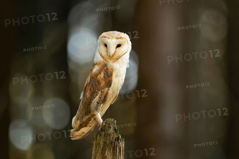 Common barn owl (Tyto alba)