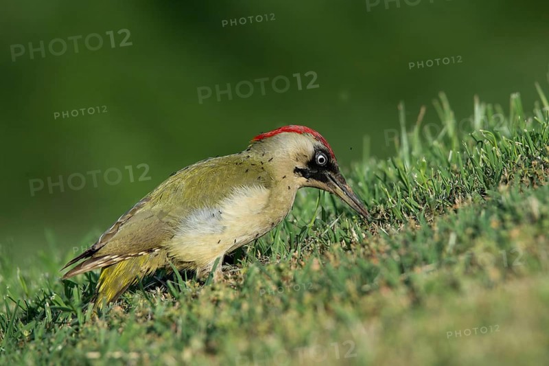 European green woodpecker (Picus viridis)