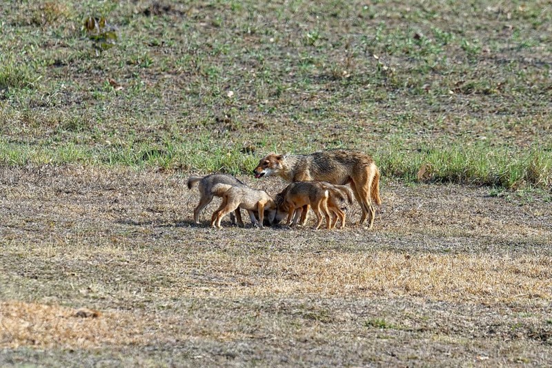 Indian jackal (Canis aureus)