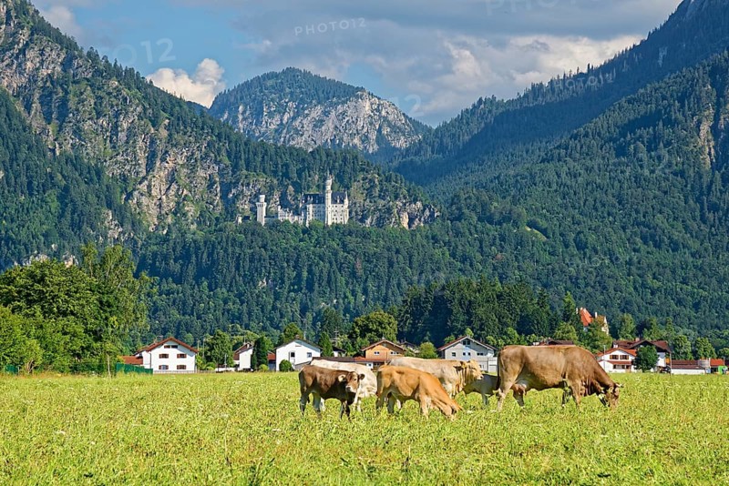 Dairy cows and calves in a lush meadow in front of the fairytale castle Neuschwannstein