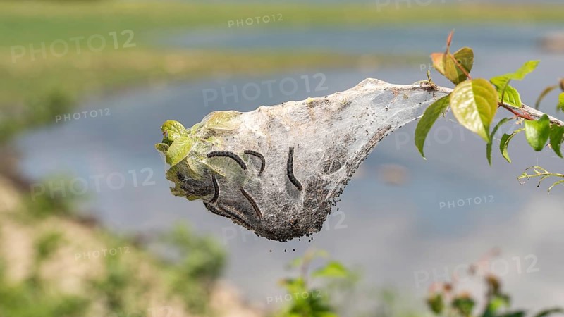 Nest with Wollafter caterpillars (Eriogaster)