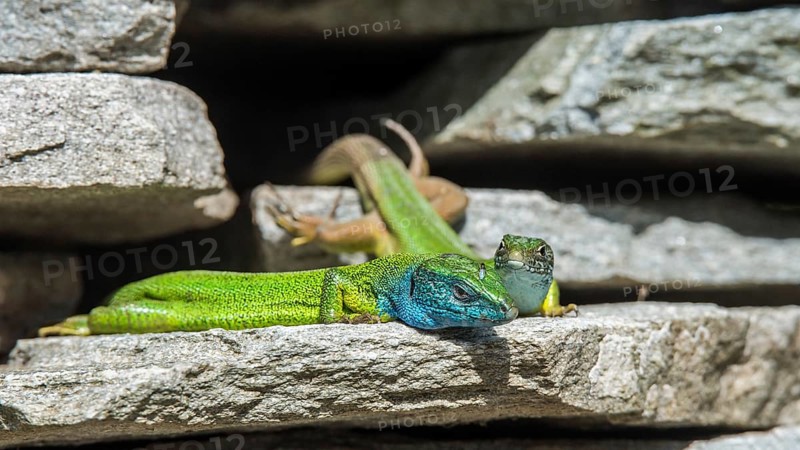 European green lizards (Lacerta viridis)