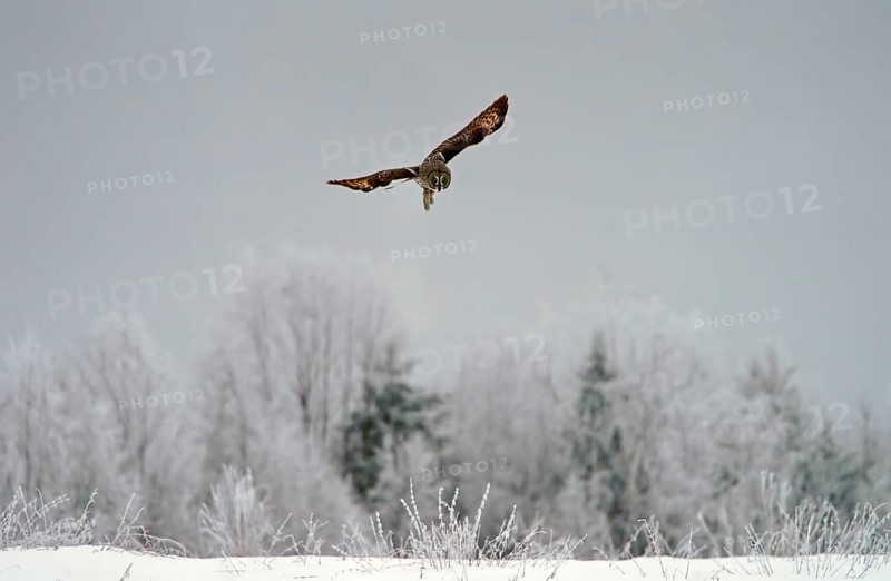 Great grey owl (Strix nebulosa)