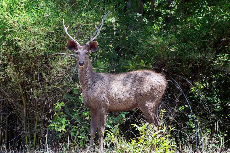 Sambar deer (Rusa unicolor)