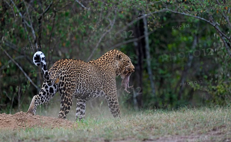 Leopard (Panthera pardus)