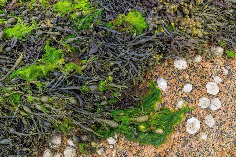 Shells and bladder wrack (Fucus vesiculosus) on granite rocks
