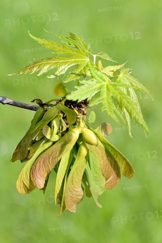 Silver Maple (Acer saccharinum)